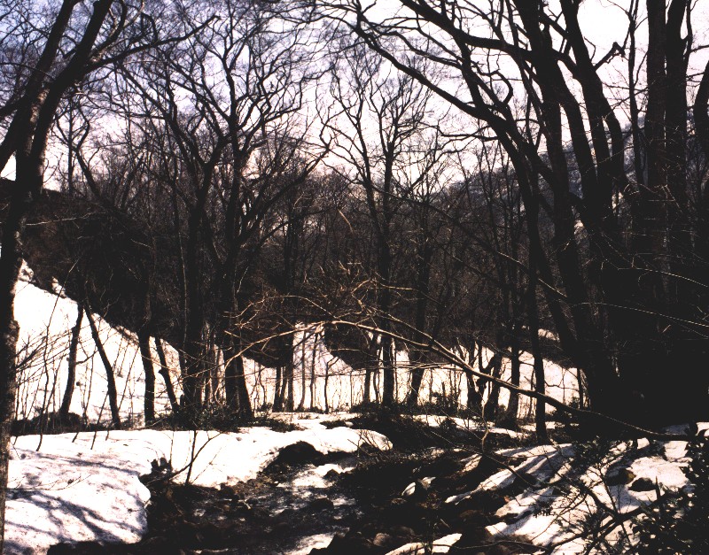 KanumasawaSpringPhoto.jpg